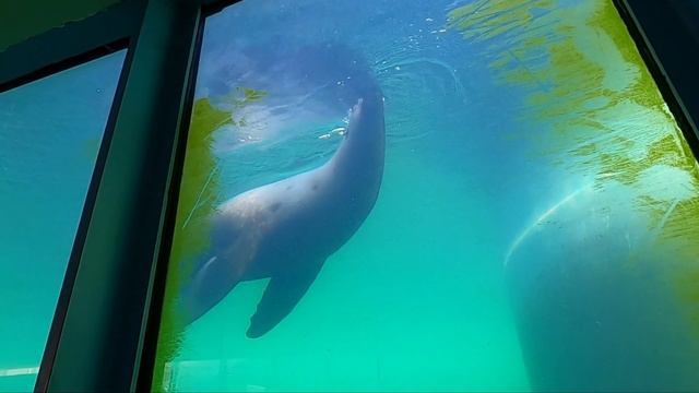 Budapest Zoo & Botanical Garden, Hungary // GoPro Hero 8 смотреть онлайн