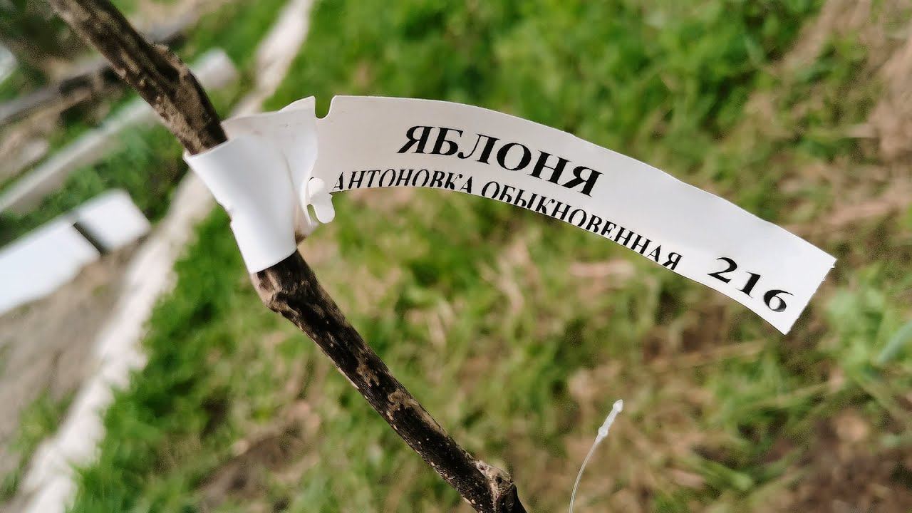 1 Мая 2023   - демонстрация цветов на огороде под ЛЭП