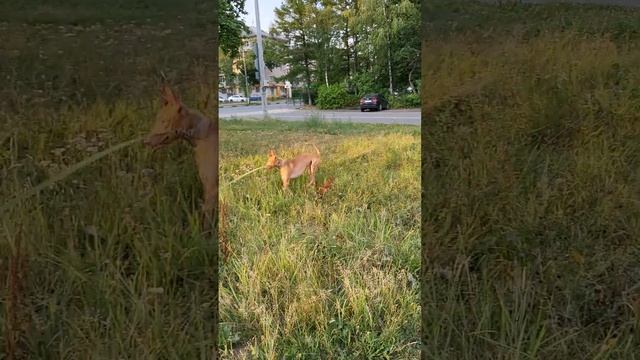 фараонова собака ?, pharaoh hound, весёлая прогулка смотреть онлайн