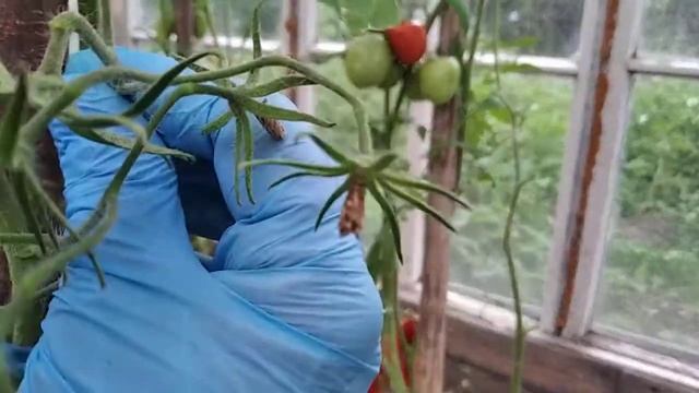 Сорт томата Батяня / Сорт помидор для сока смотреть онлайн