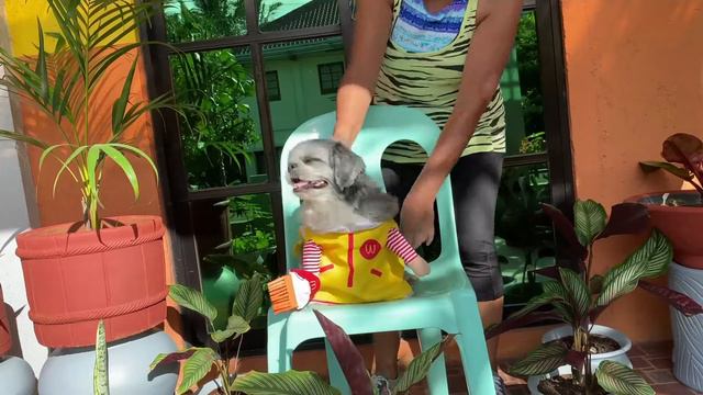 Shih Tzu || Bailey dresses up as the cutest McDonalds crew смотреть онлайн