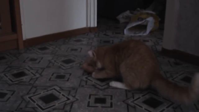 Котохлебинг, Invisible bike cat и комнатный защитник смотреть онлайн