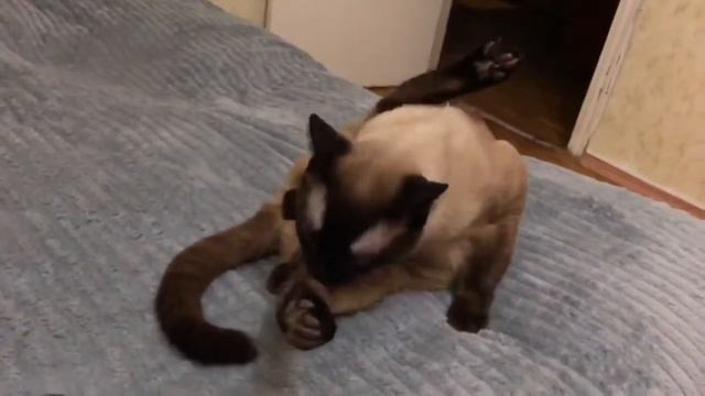 Мартини после Вязки. Снято на новый Айфон. Проверка замедленной. Съёмки 14.02.2022г. смотреть онлайн