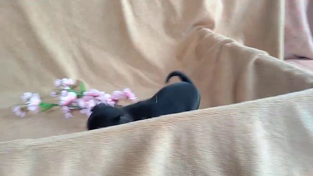 ЧихоДевочка Темная стандарт съемки 19.05.19 смотреть онлайн