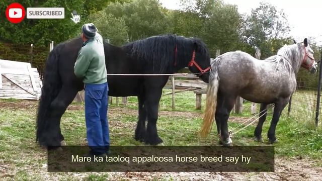 Get Thoroughbred And Morgan Horse Breed By Black Mustang And Appaloosa Horse