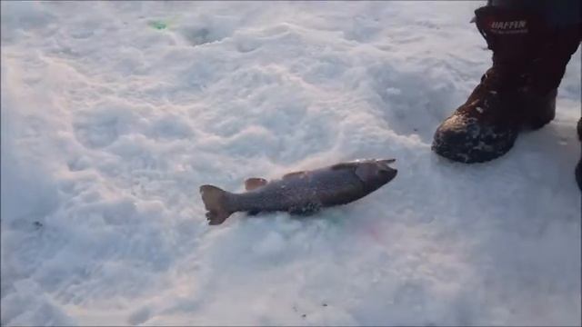 Рыбалка на Спортзоне в Савельево на Ленинградке.16.02.17г смотреть онлайн