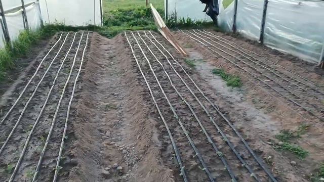 Хризантема после высадки! смотреть онлайн