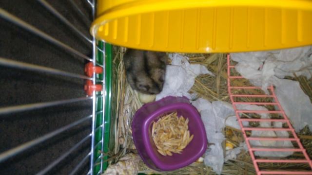 Что делает джунгарик ночью?2 часа ночи#Хомяки Hamster смотреть онлайн