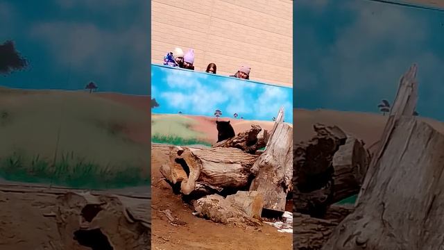 зоологический зоопарк питон: маленький медвежонок смотреть онлайн