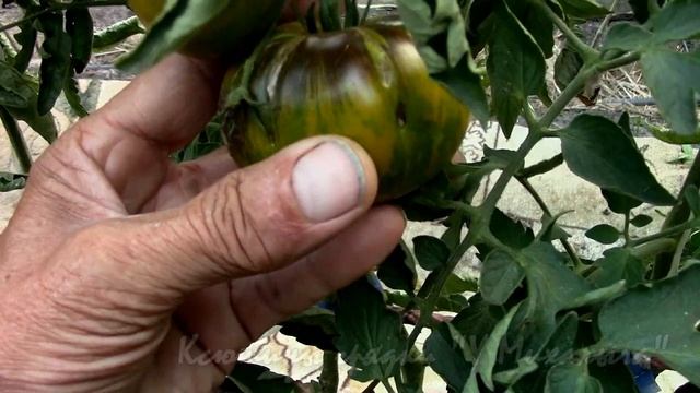 На дворе Август. Созревание "Зеленая богиня Ксанаду" смотреть онлайн