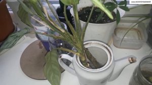 ВСЕГДА  ЛИ можно ВЕРИТЬ  ИНТЕРНЕТУ? ? АГЛАОНЕМА  В  ВОДЕ - укореняется или нет?