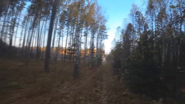 Нагонка русской гончей.Приучаем к выстрелу смотреть онлайн