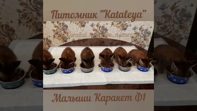 Дисциплина смотреть онлайн