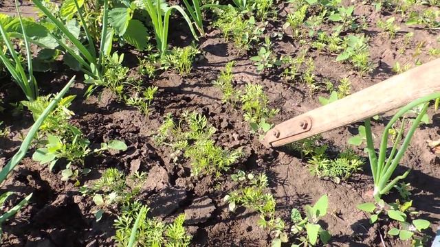Морковь. Прореживание и рыхление. смотреть онлайн