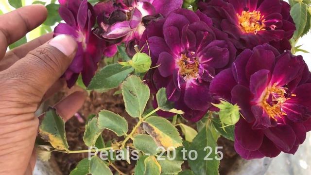 A BEAUTIFUL PURPLE ROSE (MIDNIGHT BLUE) #rose #midnightblue смотреть онлайн