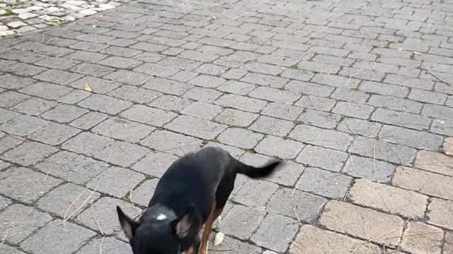 BELLO Y BESTIA | Oppo Reno 2 review смотреть онлайн