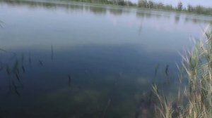 Рыбалка.  Ловля карася на волос. My fishing.