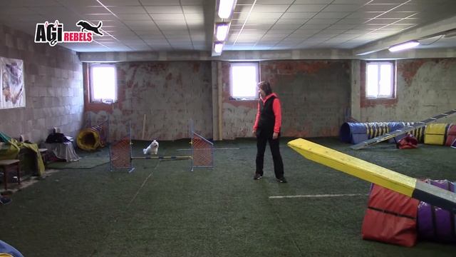 agility intenzivka s A. Slezákovou 3.3.2018 - Leontýnka Z Vraní osady - coton de tuléar - AGIrebels смотреть онлайн