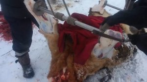 Разделка туши говядины