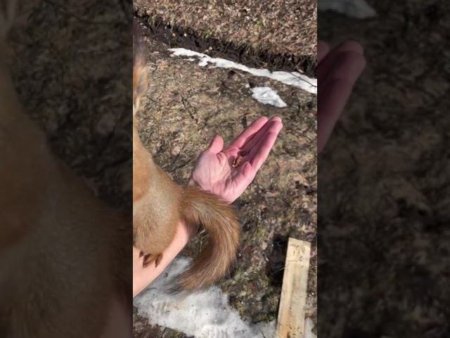 #зож #живаяприрода #белки смотреть онлайн