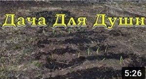 Взошел ЧЕСНОК? Первые действия весной???