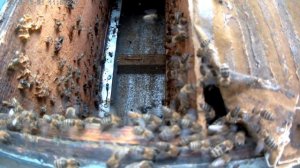 Семья пчел шумит в улье!Пропала матка?