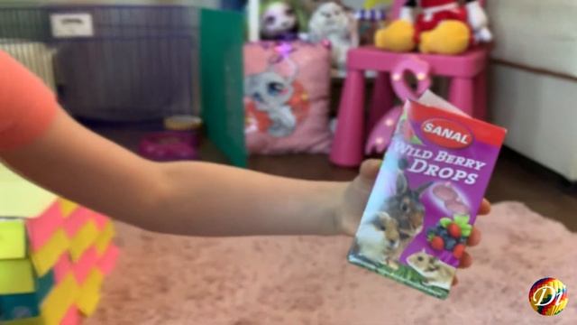 Делаем домик из картона для кролика своими руками Карликовый кролик баран и его игровая площадка смотреть онлайн