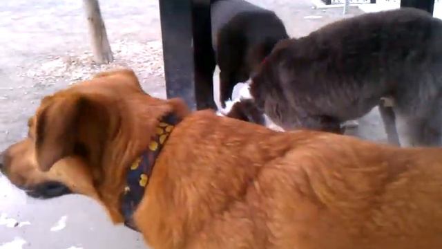 Amber Walter Bailey Porter Dog Park смотреть онлайн