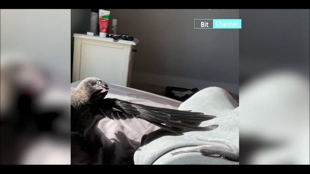 Подборка угарного видео с животными. Топ тик-ток 2023. Смотреть всем смотреть онлайн