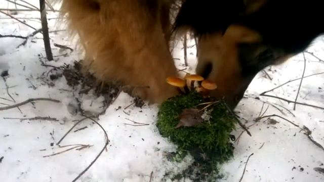 Грибы пошли. смотреть онлайн