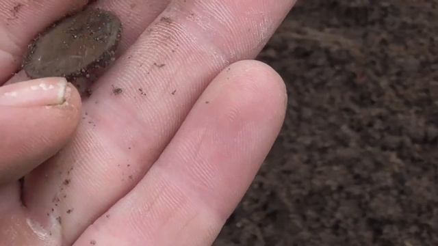 СДЕЛАЛ ГРЯДКУ, НАКОПАЛ МОНЕТ смотреть онлайн