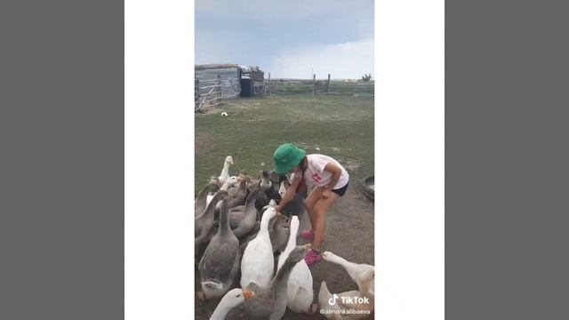 сбор тик ток Ди смотреть онлайн