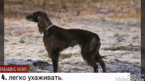 Плюсы и минусы щенка породы тайган