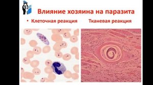 Лекция №1 Паразитизм как экологическое явление
