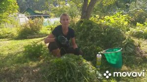 Как вырастить кабачки и тыквы практически без земли.