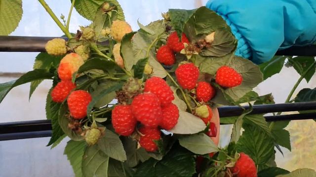 Самая вкусная малина всегда осенью. малина ??? смотреть онлайн