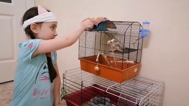 Питание дегу. Обзор корма 