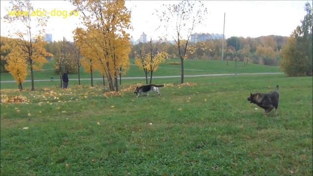 ВЕО Цвета. смотреть онлайн