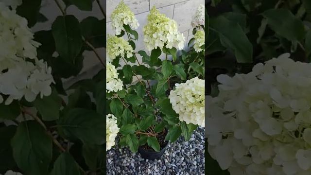 Метельчатая гортензия Полар Бир(Полярный медведь) 23.09.21г смотреть онлайн
