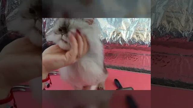 Мойка персидской кошки смотреть онлайн