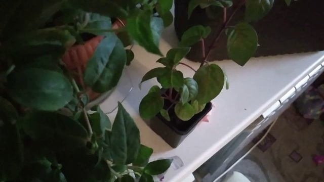 ФУКСИЯ как цветет и размножается. смотреть онлайн