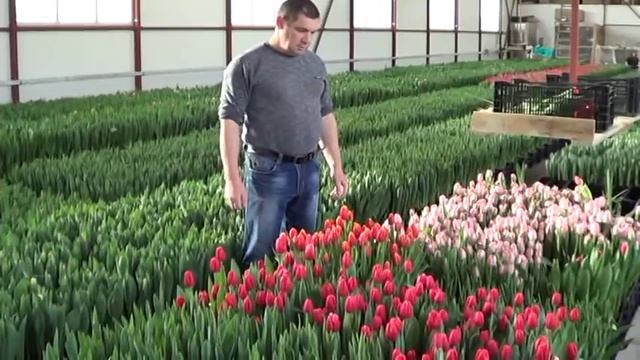 Выгонка тюльпанов . Посадка 160 луковиц в один ящик. смотреть онлайн