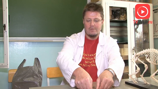 В Твери зоологи изучают останки кошки и щуки - ровесников преподобного Савватия смотреть онлайн