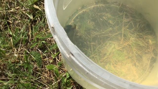 Жук пловец смотреть онлайн