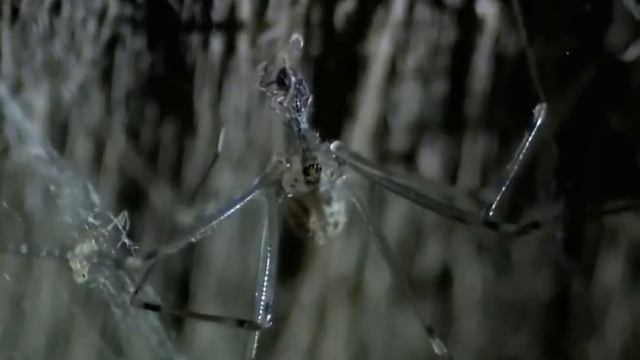 Spider vs Spider Showdowns #6-8 | MONSTER BUG WARS смотреть онлайн