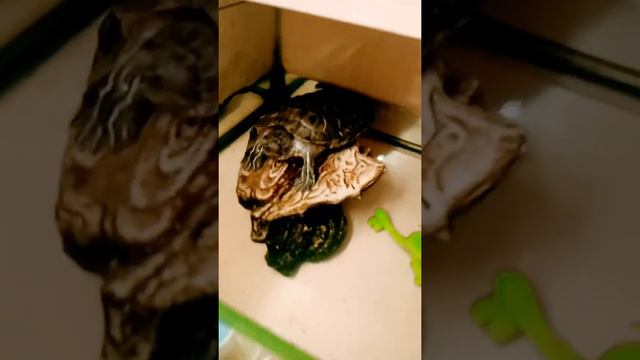 Уточка ЛАЛАФАНФАН+милый момент смотреть онлайн