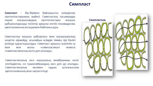 I тоқсан, биология, 11 сынып, 13 сабақ смотреть онлайн