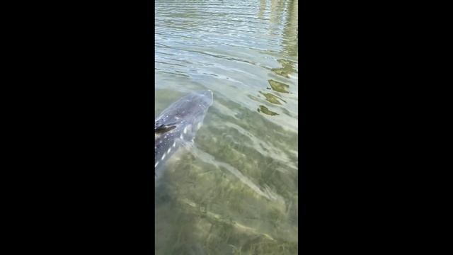 красиво плывёт осётр #Shorts