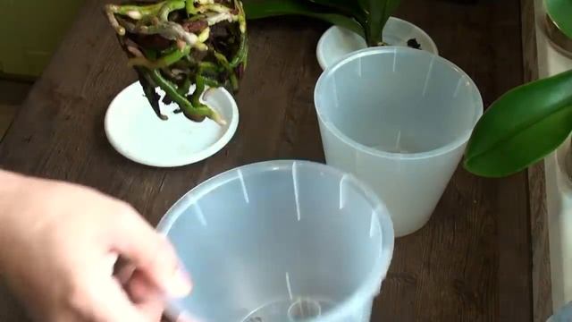 КАК КОРНИ ОРХИДЕИ НАРАСТИЛИ В КОРЕ за 5 месяцев, новая пересадка орхидей на годы смотреть онлайн