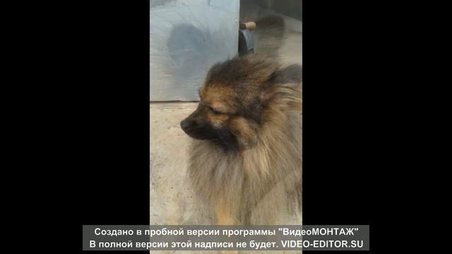 Мой Тимоха смотреть онлайн